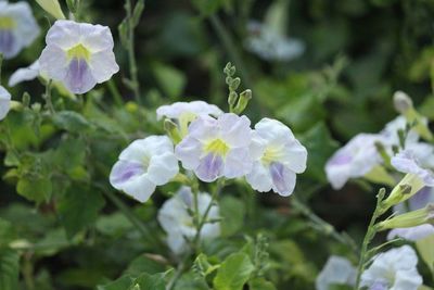 Close-up of flowers blooming outdoors