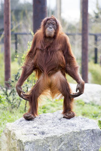 Monkey on tree in zoo