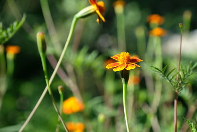 Close-up of yellow flowering plant