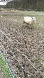 Sheep in a field