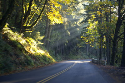 Road amidst trees in forest