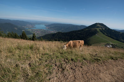 View of a sheep on a field