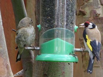 Close-up of bird perching on feeder