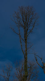 Low angle view of bare tree against clear blue sky