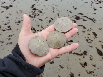 Close-up of hand holding sand dollars