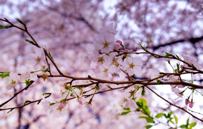 Low angle view of cherry blossoms on branch