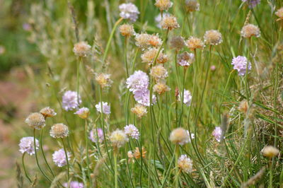 Close-up of fresh purple flowers in field