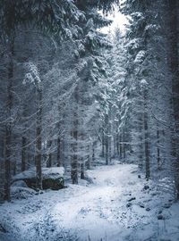 Snow covered trees in forest