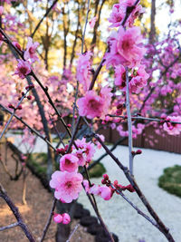 Close-up of pink cherry blossoms in spring