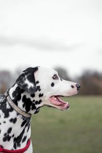 Close-up of dalmatian dog against sky at park