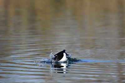 Tufted duck swimming in lake