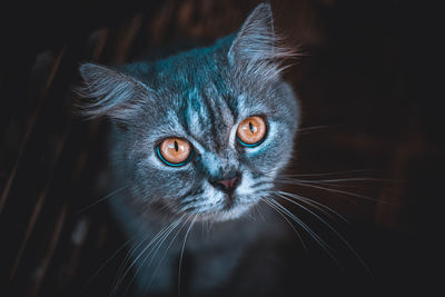 Close-up portrait of a cat