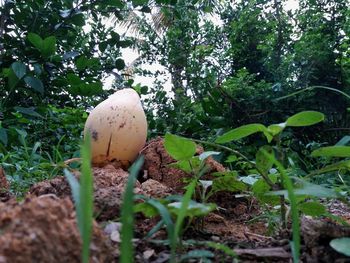 Close-up of mushroom growing in garden