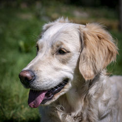 Golden retriever dog at play in snowdonia national park, wales uk