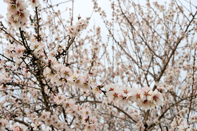 Low angle view of cherry blossoms in spring