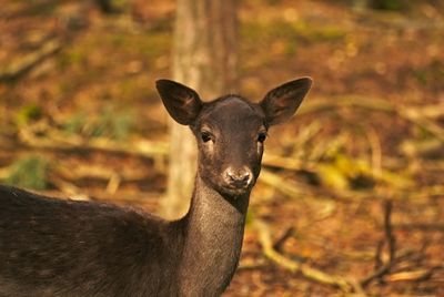 Close-up portrait of horse
