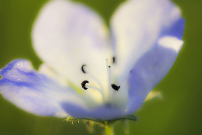 Close-up of insect on flower