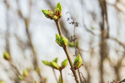 Close-up of flower bud growing on tree