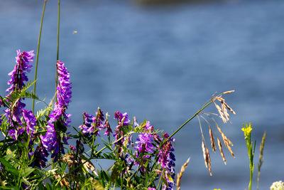 Close-up of purple flowering plants