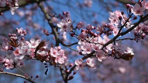 Close-up of cherry blossom