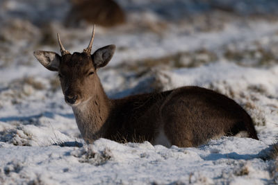 Deer resting on land during winter