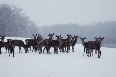 Panoramic view of people on snow covered field