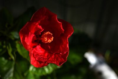 Close-up of red rose