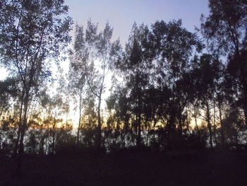 Low angle view of trees in forest against sky