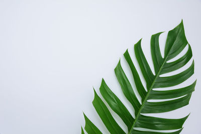 Close-up of fresh green plant against white background