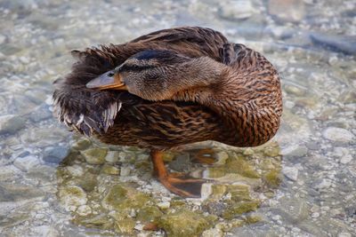 High angle view of mallard duck swimming in lake