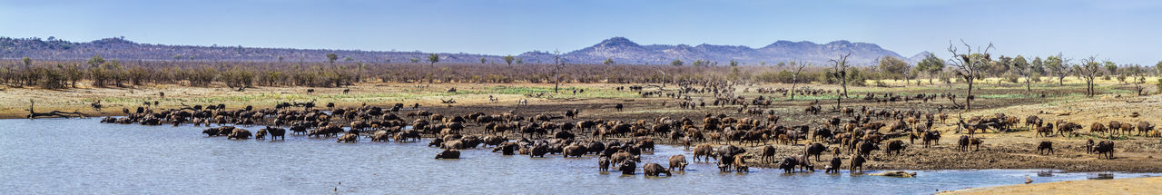 Herd of water buffalo in forest