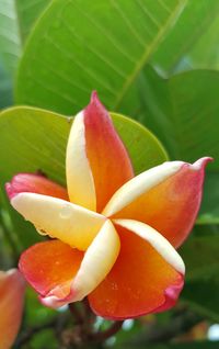 Close-up of yellow flower