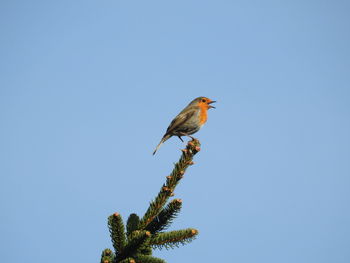 Low angle view of bird perching on plant against sky