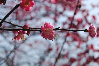 Low angle view of pink flowers on branch