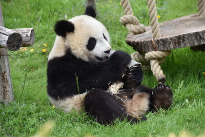 Panda sitting on grass in zoo