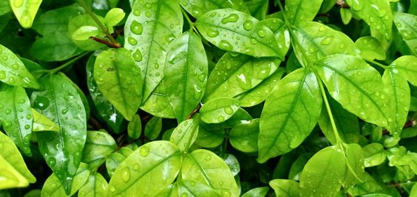 Close-up of wet plant during rainy season