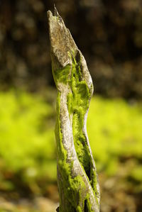 Close-up of lizard on moss