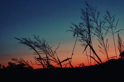 Silhouette of trees at sunset