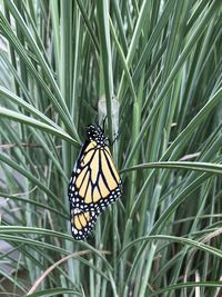 Close-up of butterfly on grass