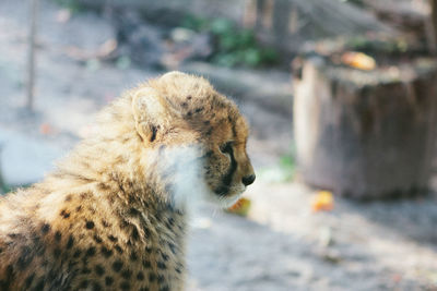 Side view of cheetah cub looking away