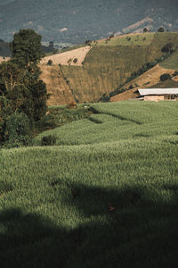 Scenic view of field