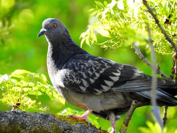 Close-up of pigeon perching on branch