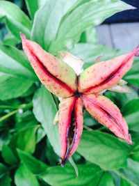 Close-up of red flowers