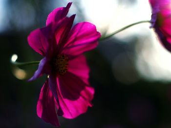 Close-up of pink flower blooming outdoors