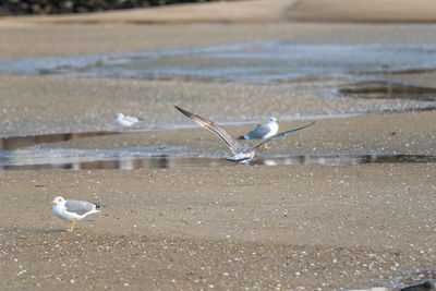 Seagulls flying over beach