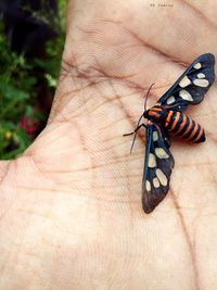 Close-up of butterfly on hand