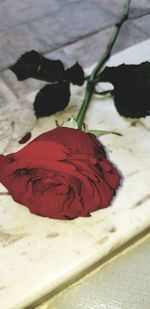 High angle view of roses on bed