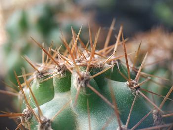 Close-up of cactus plant