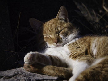 Close-up of cat resting