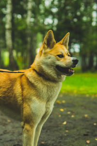 Akita inu on a walk with the owner